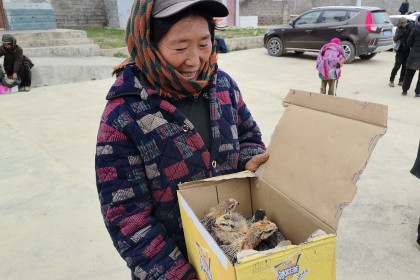 补特村鸡苗发放助力乡村振兴 | 100户家庭开启养殖新篇章
